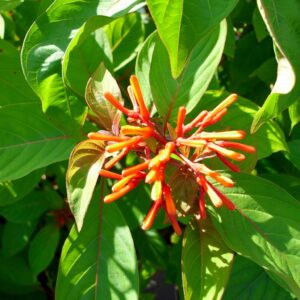 Fleurs de Hamelia patens, Fleurs et feuilles du Buisson au colibri, Fleurs du Buisson au colibri, Hamelia patens, Buisson au colibri, Graines de Hamelia patens, Graines de Buisson au colibri, Semences de Hamelia patens, Semences de Buisson au colibri