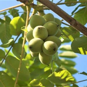 Grappe de Noix de Juglans mandshurica var. sachalinensis, Grappe de fruits du Noyer du Japon, Noyer du Japon, Juglans mandshurica var. sachalinensis, Juglans ailantifolia, Noix de Juglans mandshurica var. sachalinensis, Noix de Juglans ailantifolia, Semences de Noyer du Japon