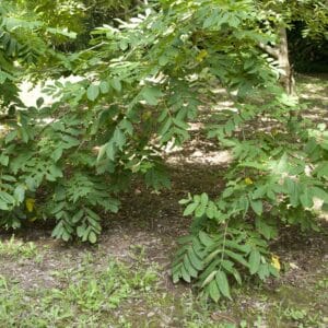 Feuillage de Juglans mandshurica var. sachalinensis - Vue générale du Noyer du Japon, Noyer du Japon, Juglans mandshurica var. sachalinensis, Juglans ailantifolia