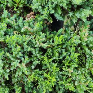 Aiguilles de Juniperus chinensis var. chinensis, Feuillage du Genévrier de Chine, Juniperus chinensis var. chinensis, Genévrier de Chine