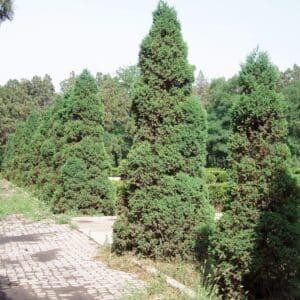 Culture de Juniperus chinensis var. chinensis, Vue générale de Genévrier de Chine, Juniperus chinensis var. chinensis, Genévrier de Chine, Graines de Genévrier de Chine, Graines de Juniperus chinensis var. chinensis