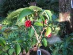 Vue générale de Kadsura japonica, Culture en pot de Kadsura du Japon,Baies de Kadsura japonica, Fruits de Kadsura du Japon, Fruits de Kadsura japonica, Kadsura japonica, Kadsura du Japon, Vigne du Japon, Graines de Kadsura japonica, Semences de Kadsura du Japon, Graines de Vigne du Japon