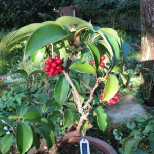Vue générale de Kadsura japonica, Culture en pot de Kadsura du Japon,Baies de Kadsura japonica, Fruits de Kadsura du Japon, Fruits de Kadsura japonica, Kadsura japonica, Kadsura du Japon, Vigne du Japon, Graines de Kadsura japonica, Semences de Kadsura du Japon, Graines de Vigne du Japon