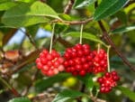 Baies de Kadsura japonica, Fruits de Kadsura du Japon, Fruits de Kadsura japonica, Kadsura japonica, Kadsura du Japon, Vigne du Japon, Graines de Kadsura japonica, Semences de Kadsura du Japon, Graines de Vigne du Japon
