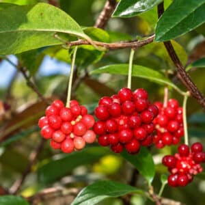 Baies de Kadsura japonica, Fruits de Kadsura du Japon, Fruits de Kadsura japonica, Kadsura japonica, Kadsura du Japon, Vigne du Japon, Graines de Kadsura japonica, Semences de Kadsura du Japon, Graines de Vigne du Japon