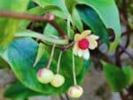 Kadsura japonica en fleur, Inflorescence de Kadsura du Japon, Inflorescence de Kadsura japonica, Kadsura japonica, Kadsura du Japon, Vigne du Japon, Graines de Kadsura japonica, Semences de Kadsura du Japon, Graines de Vigne du Japon