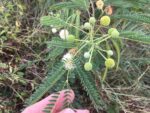 Feuilles de Leucaena leucocephala, Inflorescence, Feuillage et infrutescence de Faux mimosa, Feuilles de Faux mimosa, Leucaena leucocephala, Faux mimosa, Faux acacia, Graines de Leucaena leucocephala, Semences de Faux mimosa, Graines de Faux acacia