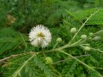 Leucaena leucocephala en fleur, Inflorescence de Faux mimosa, Fleurs de Leucaena leucocephala, Fleurs de Faux mimosa, Leucaena leucocephala, Faux mimosa, Faux acacia, Graines de Leucaena leucocephala, Semences de Faux mimosa, Graines de Faux acacia