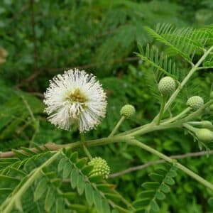 Leucaena leucocephala en fleur, Inflorescence de Faux mimosa, Fleurs de Leucaena leucocephala, Fleurs de Faux mimosa, Leucaena leucocephala, Faux mimosa, Faux acacia, Graines de Leucaena leucocephala, Semences de Faux mimosa, Graines de Faux acacia