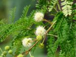Fleurs de Leucaena leucocephala, Inflorescence et Feuillage de Faux mimosa, Fleurs de Faux mimosa, Leucaena leucocephala, Faux mimosa, Faux acacia