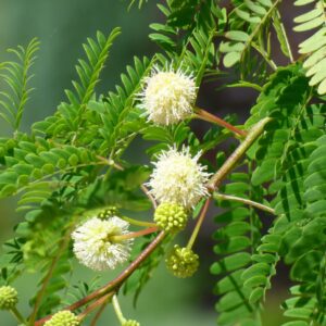 Fleurs de Leucaena leucocephala, Inflorescence et Feuillage de Faux mimosa, Fleurs de Faux mimosa, Leucaena leucocephala, Faux mimosa, Faux acacia