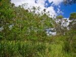 Plantation de Leucaena leucocephala, Vue générale de Faux mimosa, Vue générale de Leucaena leucocephala, Leucaena leucocephala, Faux mimosa, Faux acacia