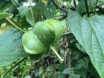 Graines de Plukenetia volubilis, graines de Sacha Inchi