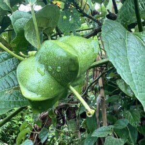 Graines de Plukenetia volubilis, graines de Sacha Inchi