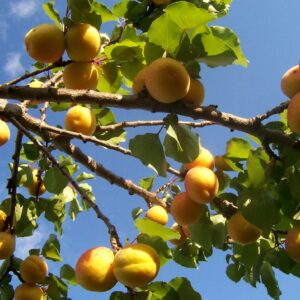 Fructification de Prunus armeniaca, fruits d'Armeniaca vulgaris, Fruits et feuilles d'Abricotier commun, Fruits d'Abricotier commun, Prunus armeniaca, Armeniaca vulgaris, Abricotier commun, Noyaux de Prunus armeniaca, Noyaux d'Armeniaca vulgaris, Noyaux d'Abricotier commun, Abricot commun