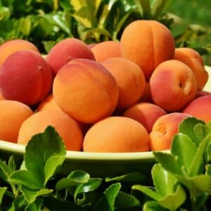 Fruits de Prunus armeniaca, Fruits d'Armeniaca vulgaris, Récolte d'Abricot commun, Fruits d'Abricotier commun, Prunus armeniaca, Armeniaca vulgaris, Abricotier commun, Noyaux de Prunus armeniaca, Noyaux d'Armeniaca vulgaris, Noyaux d'Abricotier commun