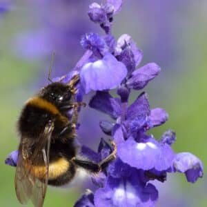 Détails d'une fleur de Salvia farinacea, Fleurs de la Sauge bleue, Salvia farinacea, Sauge bleue, Graines de Salvia farinacea, Graines de Sauge bleue