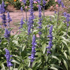 Salvia farinacea en fleur, Vue générale de Sauge bleue, Fleur de Salvia farinacea, Fleur de Sauge bleue, Salvia farinacea, Sauge bleue, Graines de Salvia farinacea, Graines de Sauge bleue