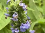 Graines de Salvia hispanica, graines de Chia