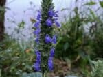Graines de Salvia hispanica, graines de Chia