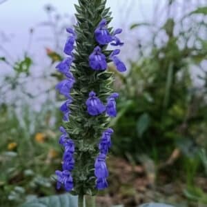 Graines de Salvia hispanica, graines de Chia