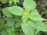 Graines de Salvia hispanica, graines de Chia