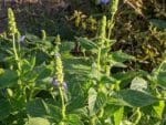 Graines de Salvia hispanica, graines de Chia