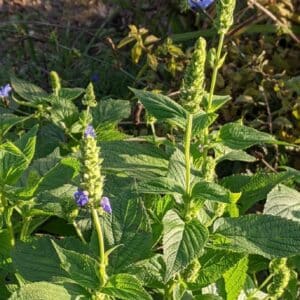 Graines de Salvia hispanica, graines de Chia