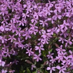 Graines de Saponaria officinalis, graines de Saponaire officinale