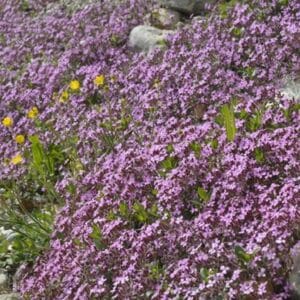 Graines de Saponaria officinalis, graines de Saponaire officinale