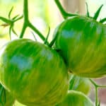 Graines de Solanum lycopersicum, graines de Tomate ‘Green Zebra’, fruits de Tomate Green zebra