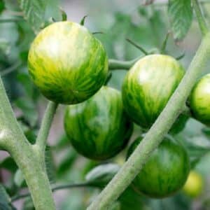 Graines de Solanum lycopersicum, graines de Tomate ‘Green Zebra’