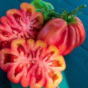 Graines de Solanum lycopersicum, graines de Tomate côtelée type ‘Arawak'