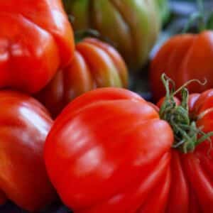 Graines de Solanum lycopersicum, graines de Tomate côtelée ‘Arawak'