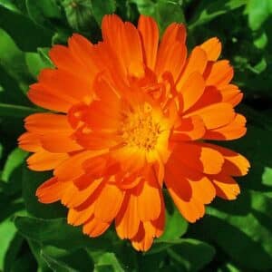 Plants de Calendula officinalis, plants de Souci officinal