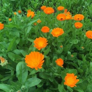 Plants de Calendula officinalis, plants de Souci officinal