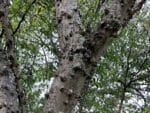 Graines de Zanthoxylum simulans, graines de Poivre de Sichuan