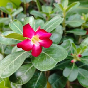 Adenium obesum, Rose du désert, Floraison Adenium obesum, Rose du désert en fleur