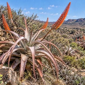 Aloe argentifolia, aloès argenté, plant d'Aloe argentifolia, plant aloès argenté, Plants d'Aloe argentifolia en milieu naturel