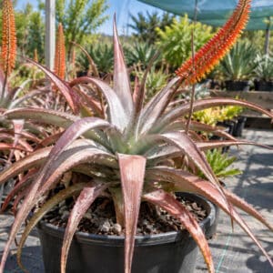 Aloe argentifolia, aloès argenté, plant d'Aloe argentifolia, plant aloès argenté, Plants d'Aloe argentifolia en pépinière, Cultures d'aloes argentifolia