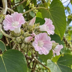 Argyreia wallichii en fleur, Floraison de Wallich’s Elephant Creeper, Floraison d'Argyreia wallichii, Argyreia wallichii, Wallich’s Elephant Creeper