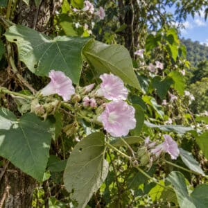 Floraison de Argyreia wallichii, Fleurs de Wallich’s Elephant Creeper, Argyreia wallichii, Wallich’s Elephant Creeper, Vue générale de Argyreia wallichii