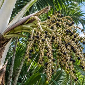 Fructification de Dypsis leucomalla, Grappes de fruits de Dypsis à pétiole blanc, Dypsis pétiole blanc, Dypsis leucomalla, Graines de Dypsis leucomalla, Graines de Dypsis à pétiole blanc