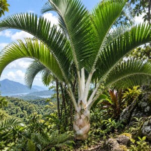 Vue générale de Dypsis leucomalla, Dypsis à pétiole blanc en milieu naturel, Dypsis leucomalla, Dypsis à pétiole blanc