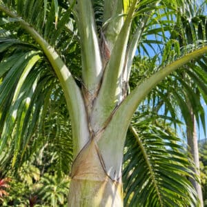 Détails de l'insertion de palmes de Dypsis prestoniana, Palmes de Tavilo,Dypsis prestoniana, Tavilo
