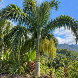 Vue générale de Dypsis prestoniana, Culture de Tavilo, Dypsis prestoniana, Tavilo, Inflorescence de Dypsis prestoniana, Inflorescence de Tavilo