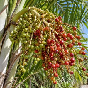 Fructification de Dypsis psammophila, Drupes de Sand Palm, Fruits de Dypsis psammophila, Fruits de Sand Palm, Fruits de Lafazovombona, Dypsis psammophila, Sand palm, Lafazovombona, Graines de Dypsis psammophila, Graines de Sand palm, Graines de Lafazovombona