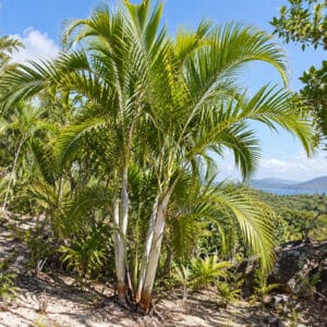 Vue générale de Dypsis psammophila, Culture de Sand palm, Dypsis psammophila, Sand palm, Lafazovombona