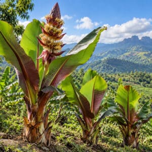 Ensete lecongkietii, Floraison de Bananier orphelin, Floraison de Ensete lecongkietii, Ensete lecongkietii en environnement naturel