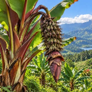 Ensete lecongkietii, Floraison et fructification de Bananier orphelin, Floraison et fructification de Ensete lecongkietii, Ensete lecongkietii en environnement naturel